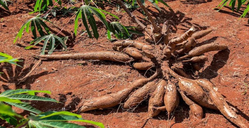 A whole cassava root, with its rough, brown exterior and starchy white interior, symbolizing a staple food source in tropical diets.




