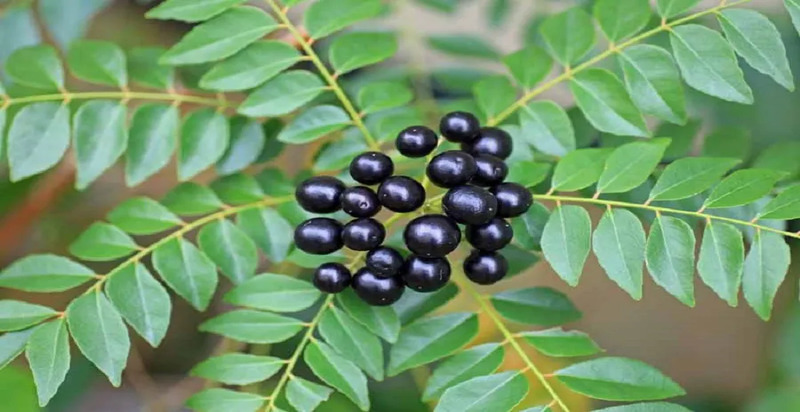 A bunch of Curry berry in a plant. 