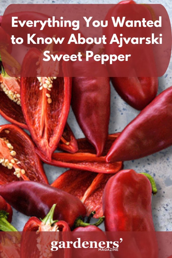 AAjvarski sweet pepper