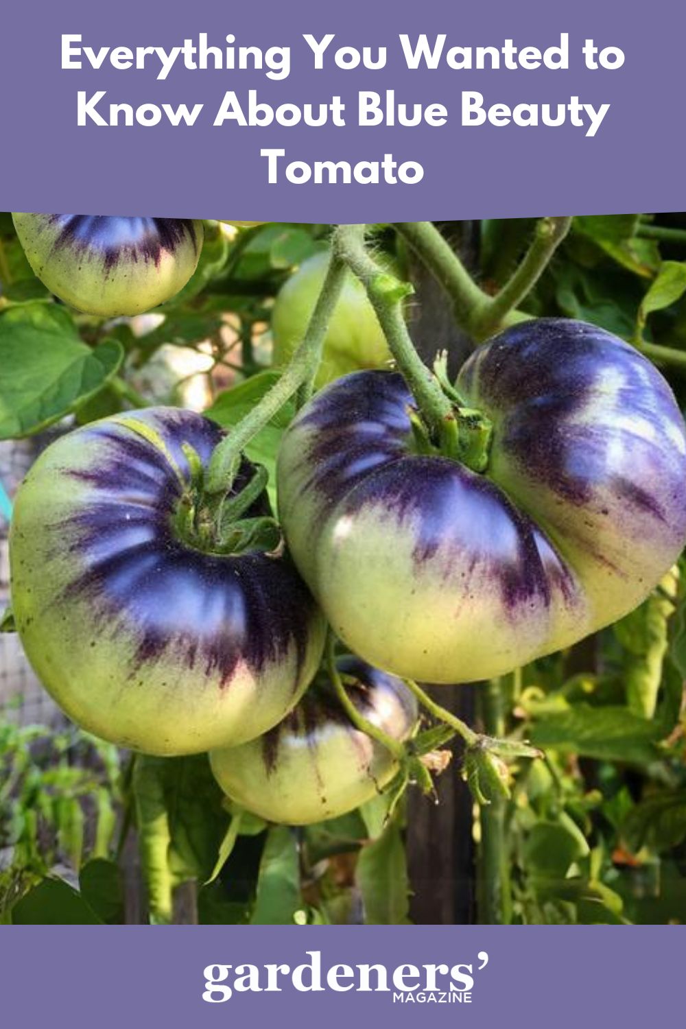 Everything You Wanted To know about Blue Beauty Tomato