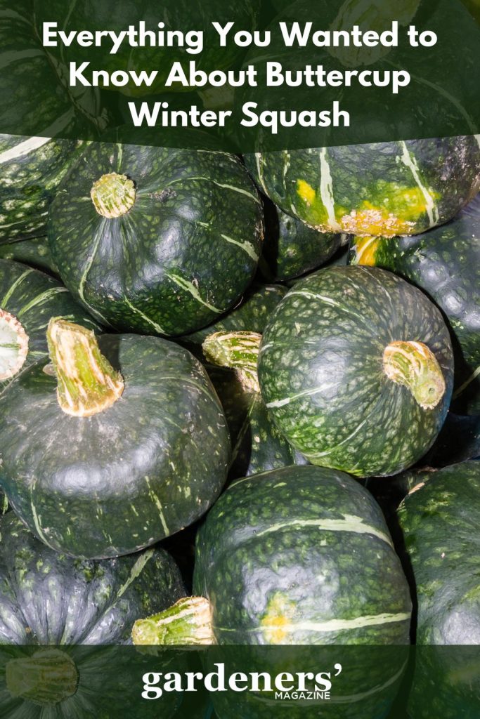 Harvested buttercup winter squash