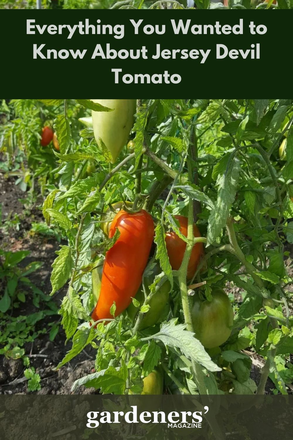 Everything You Wanted To Know About Jersey Devil Tomato