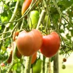 Hungarian heart tomato plant