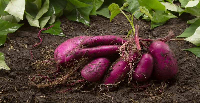 A vibrant purple Okinawan sweet potato cut open to reveal its rich, vividly colored flesh against a contrasting background.




