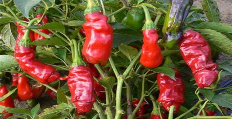 Peter pepper chilies, notable for their unique, whimsical shape and bright red color, adding a spicy kick to dishes.