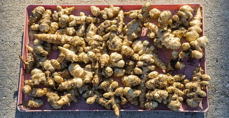 A cluster of sunchokes, showcasing their knobby, ginger-like appearance with a tan skin, ready for culinary use.