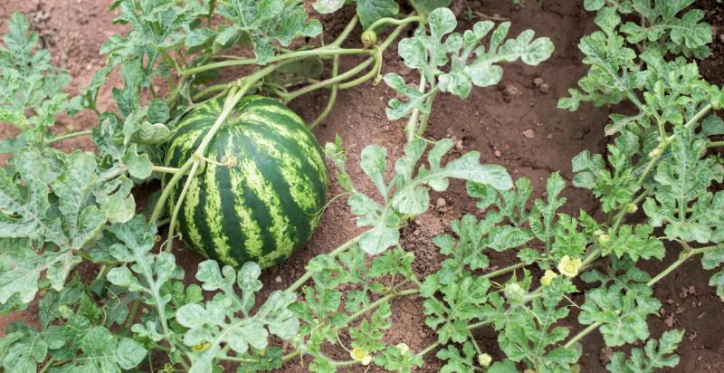 ywllow watermelon plant