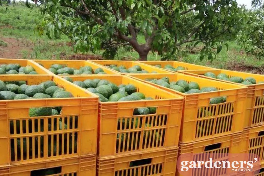 Fuerte Avocados harvesting