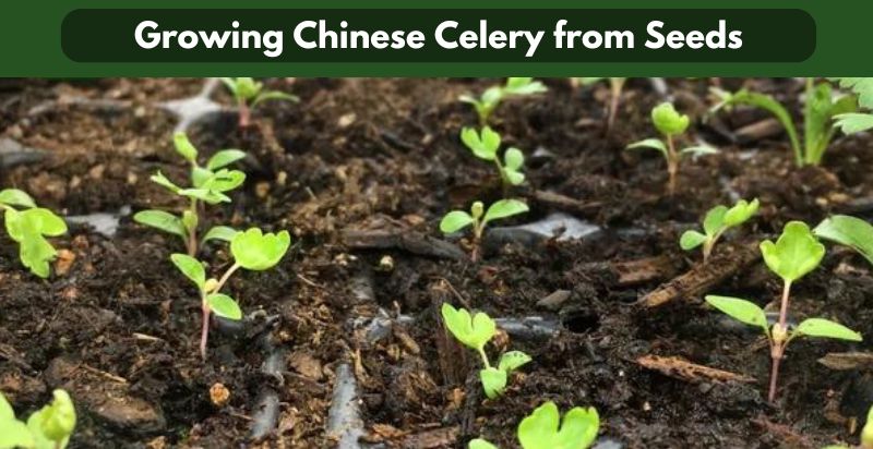 Growing Chinese Celery from Seeds