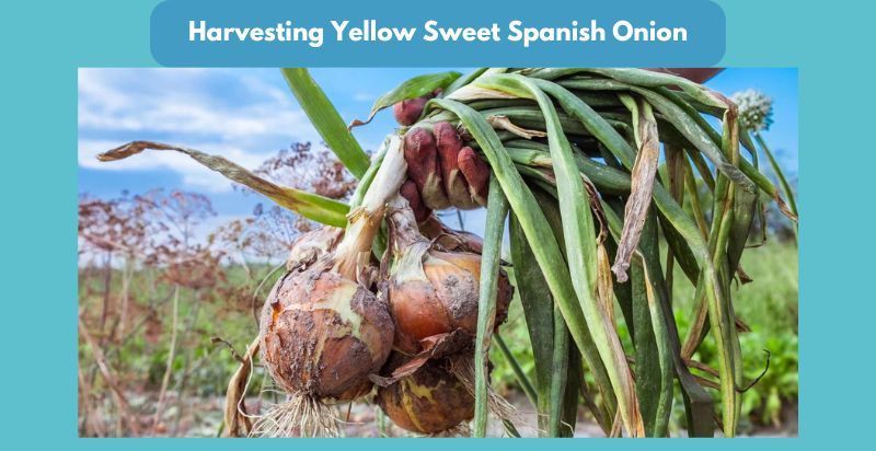 Harvesting Yellow-Sweet-Spanish-Onion