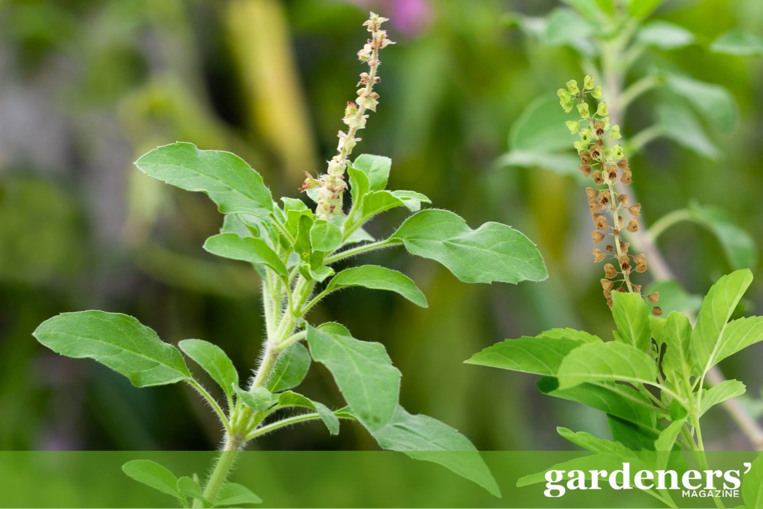 How To Plant, Grow, And Harvest Basil - Gardeners' Magazine