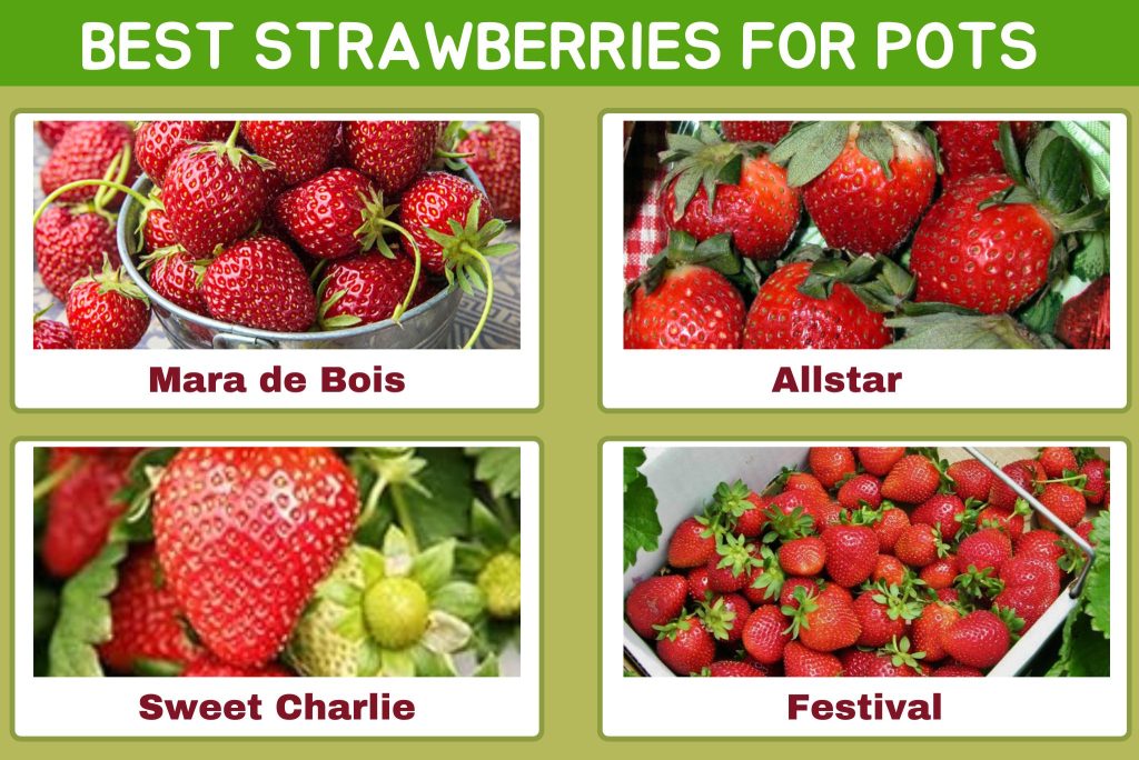 Types of strawberries ideal for growing in pots