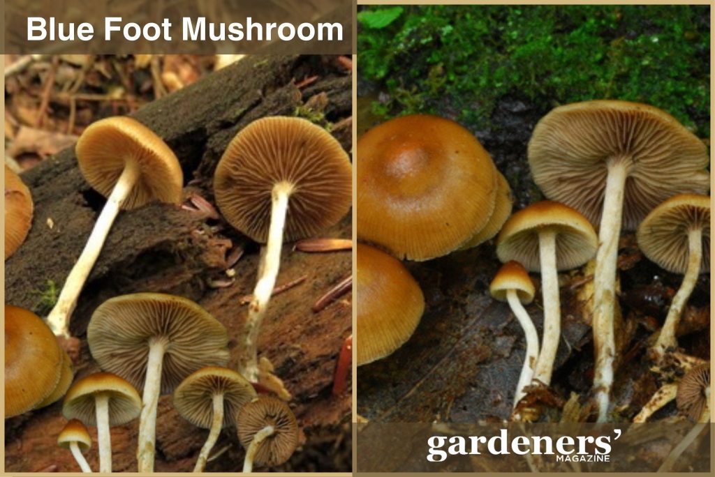 Blue foot mushrooms in the wild