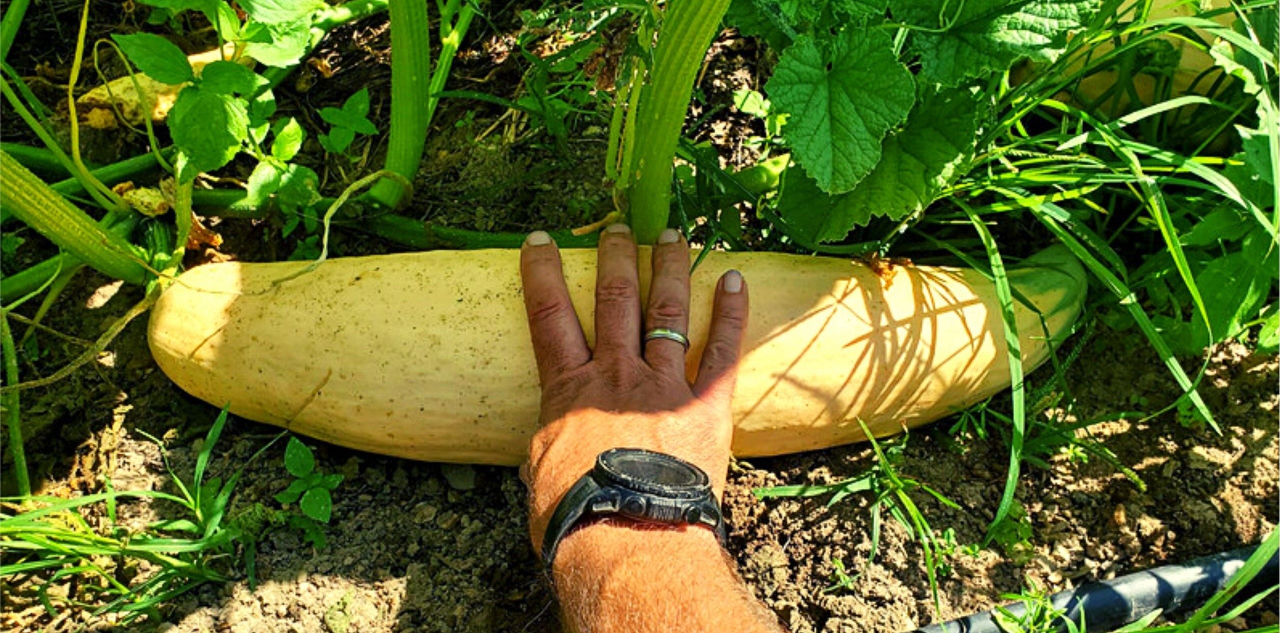 harvesting of candy roaster squash