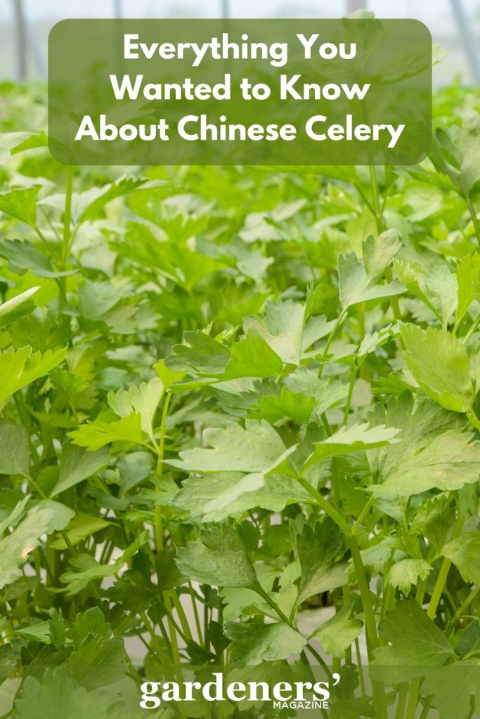 Chinese celery plants