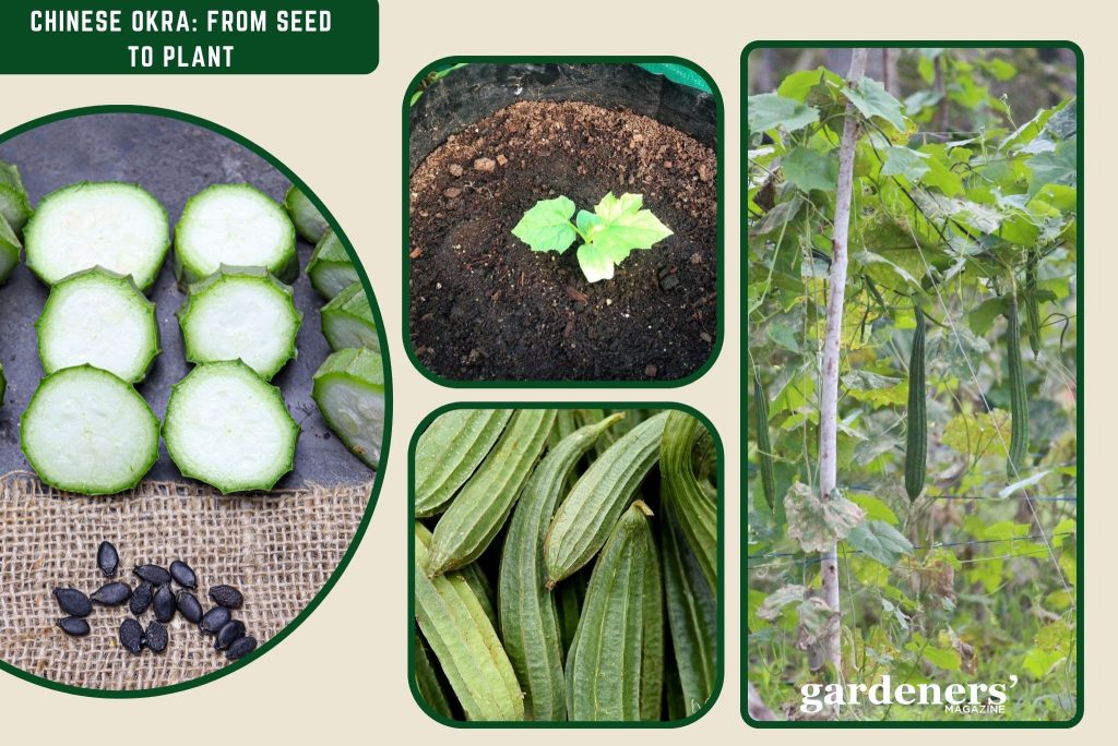 Images of chinese okra from seed to plant