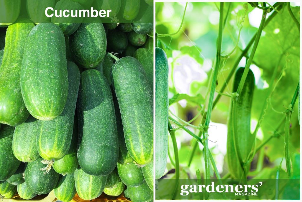 cucumber plant