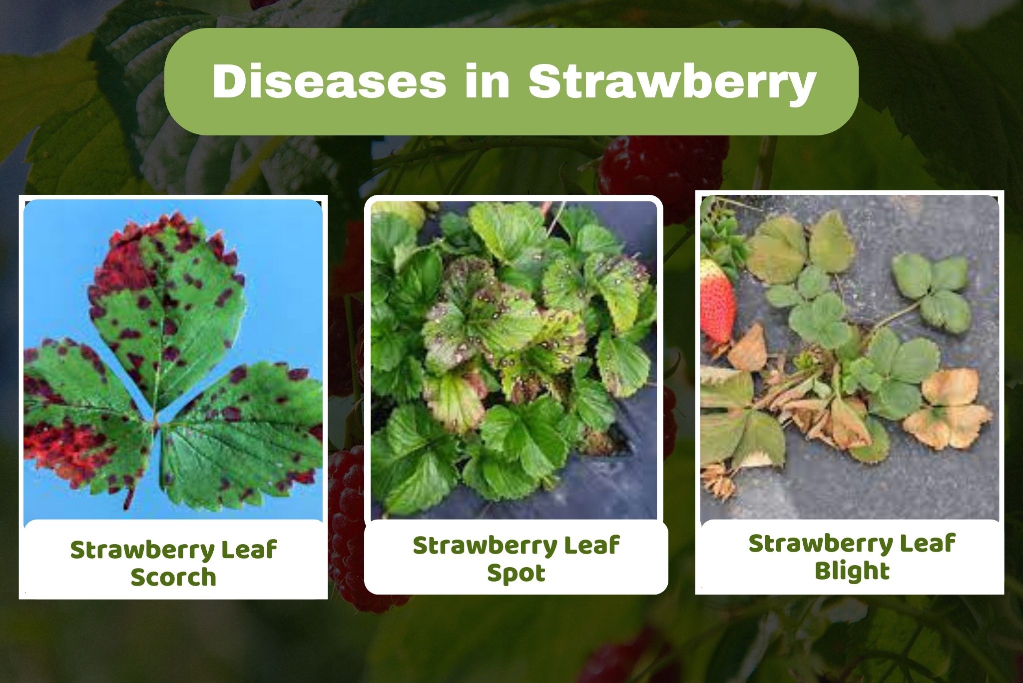 Diseases affecting strawberries