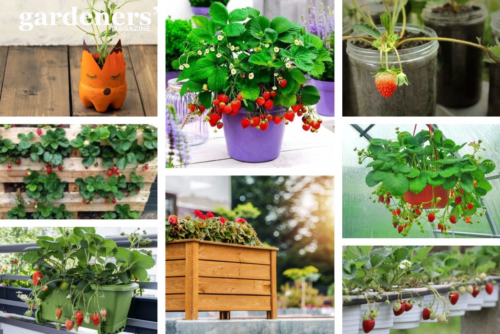 Creative ways of planting strawberries in pots