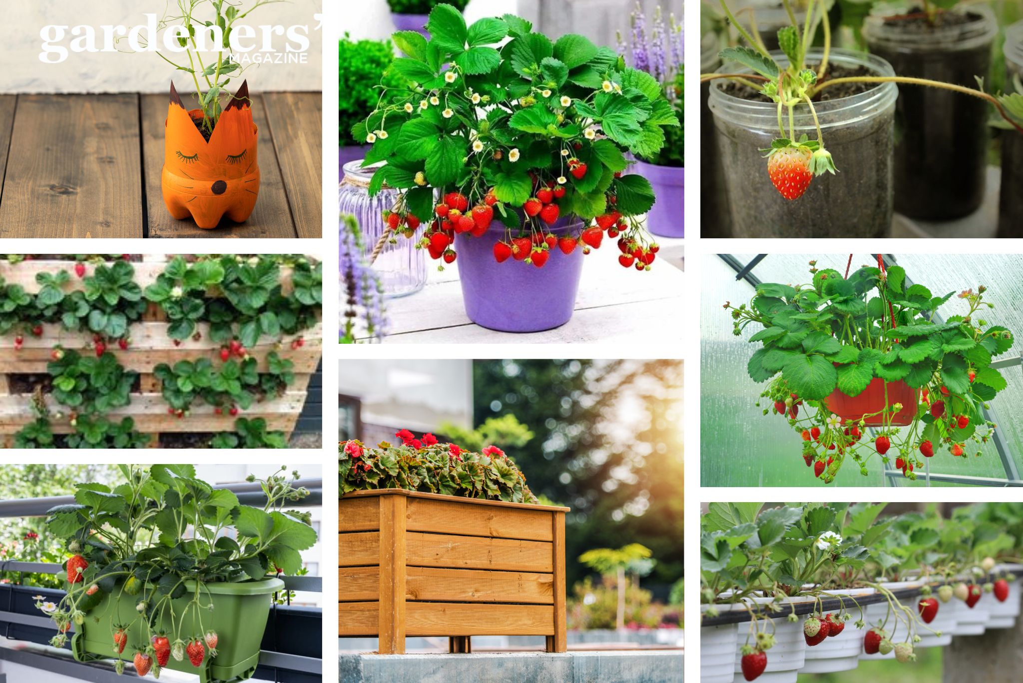 How to Grow Strawberries Successfully in Containers