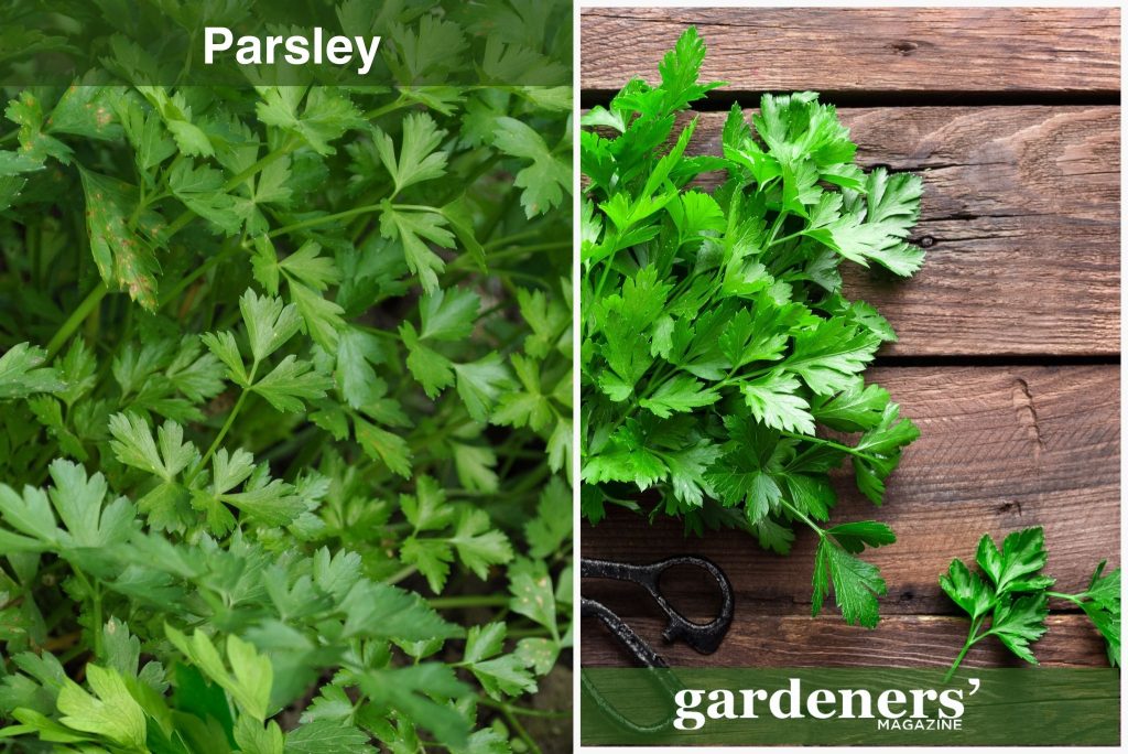 Flat leaf Parsley plant on a cutting board