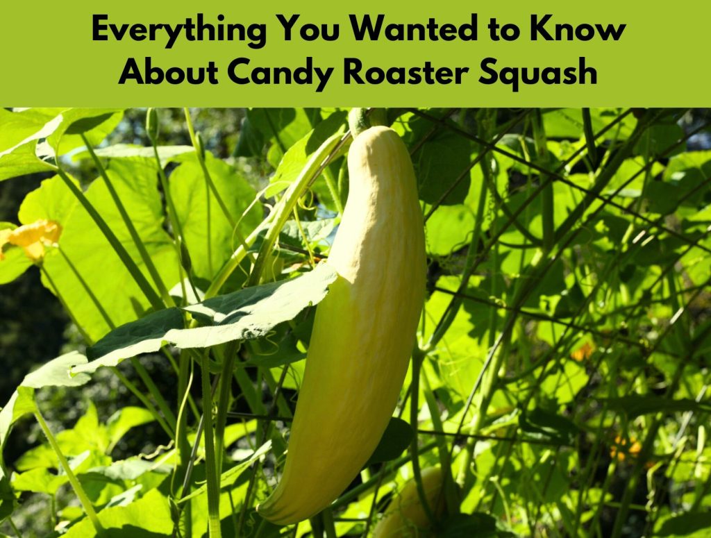 Candy Roaster squash