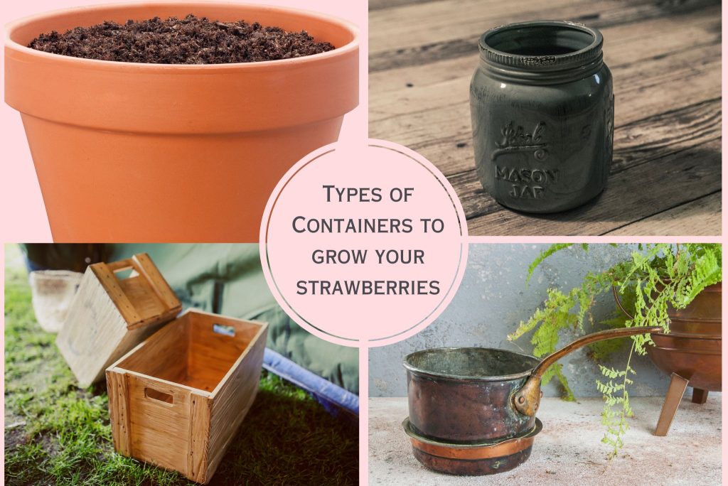 Types of containers to grow strawberries