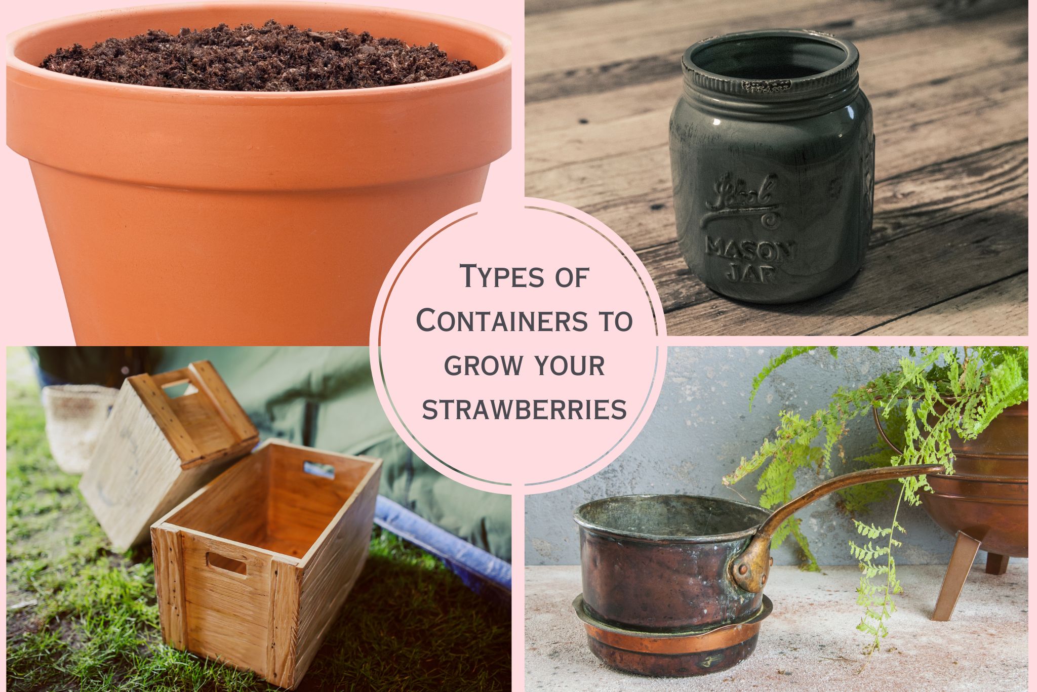 How to Grow Strawberries Successfully in Containers