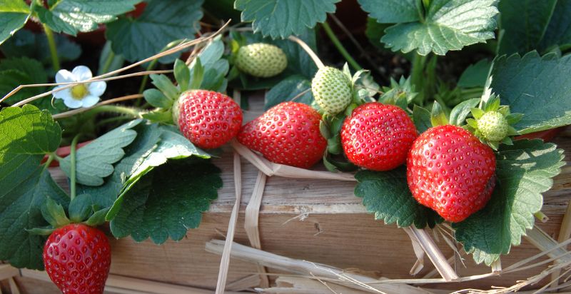 Strawberry plant bearing strawberries in a container