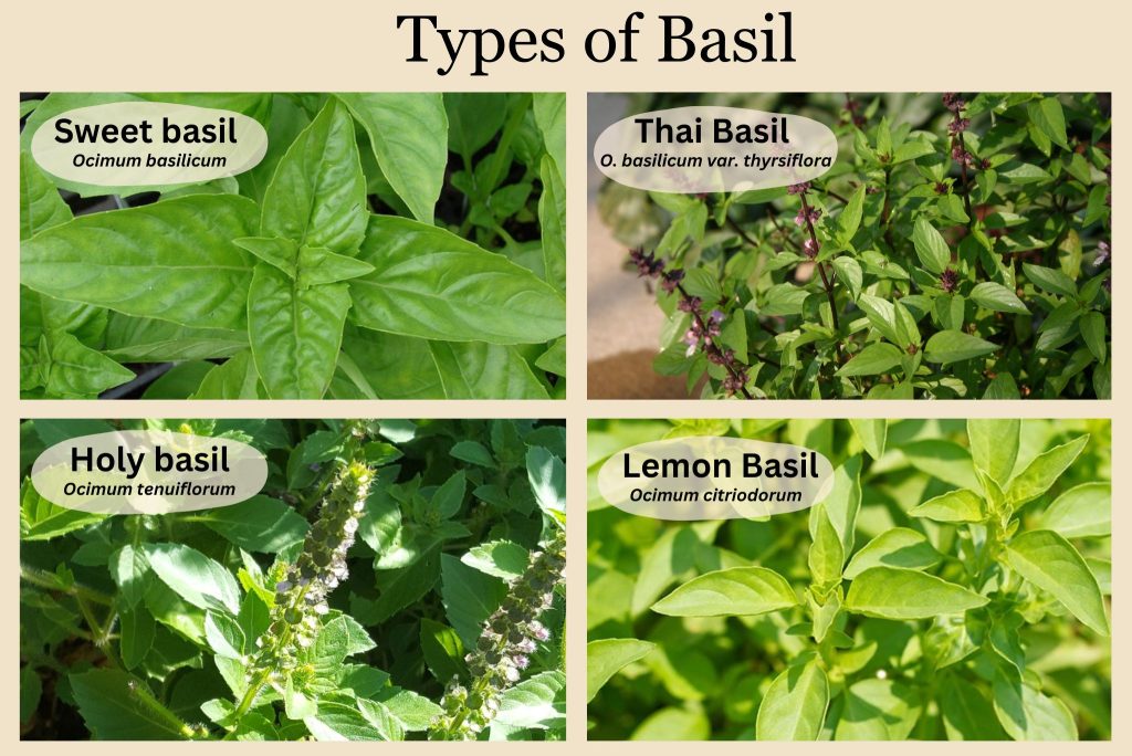 Types of basil