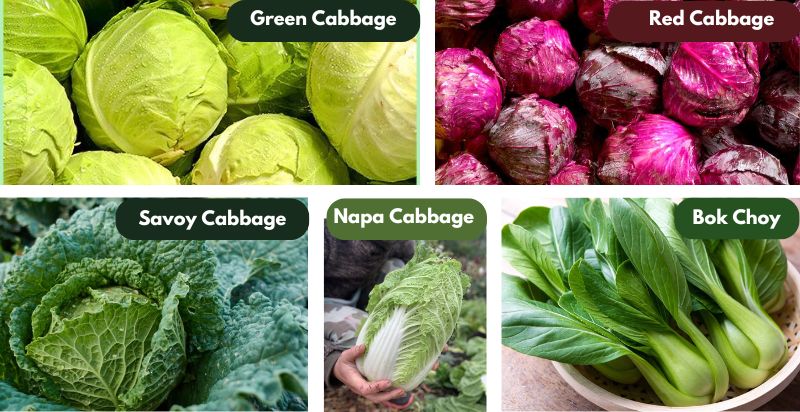 types of cabbages