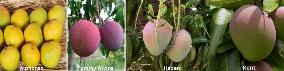 types of mangoes- alphonso, tommy atkins, kent, haden