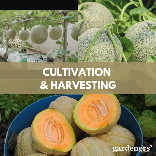 Cultivation and Harvesting of