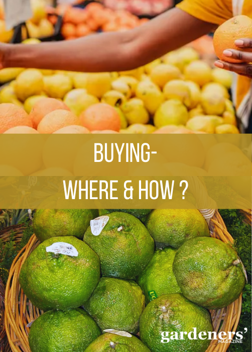 How and where to buy Ugli fruit?