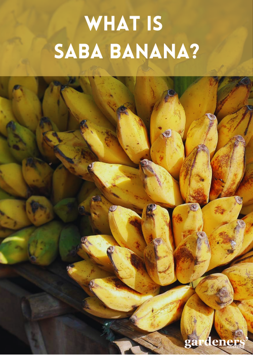 what is saba banana