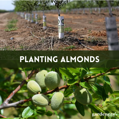 planting almonds