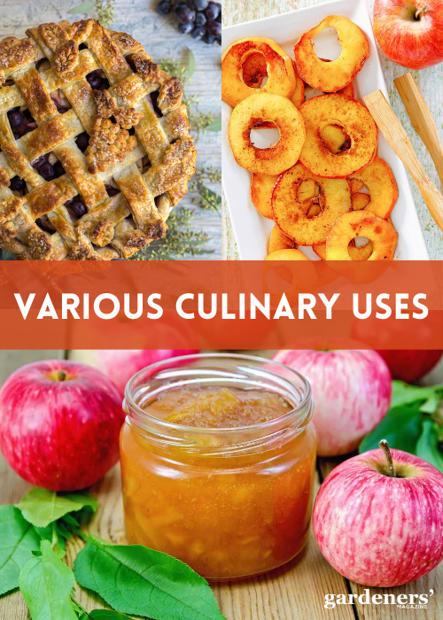 various culinary uses