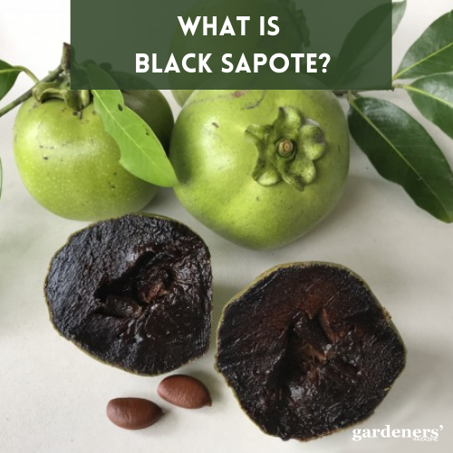 what is black sapote?