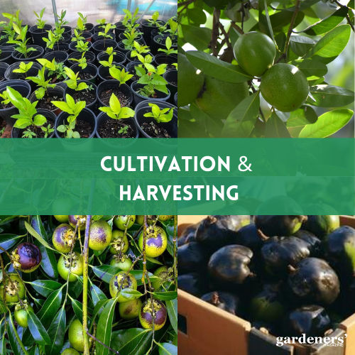 cultivation and harvesting