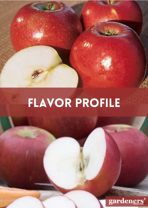 flavor profile of snow apple