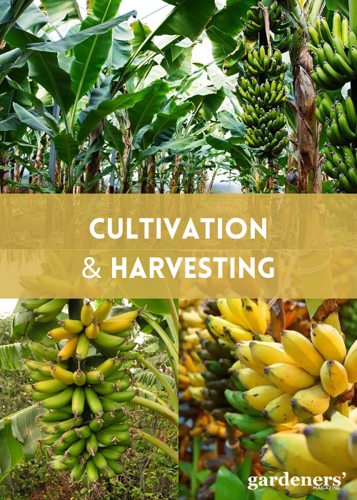 cultivation and harvesting