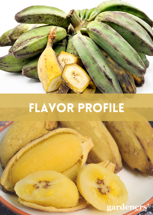 flavor profile