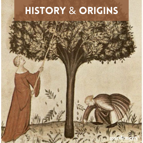 history and origins of almonds