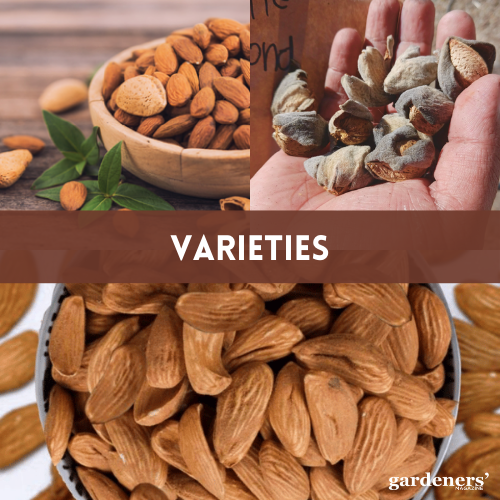 varieties of almonds