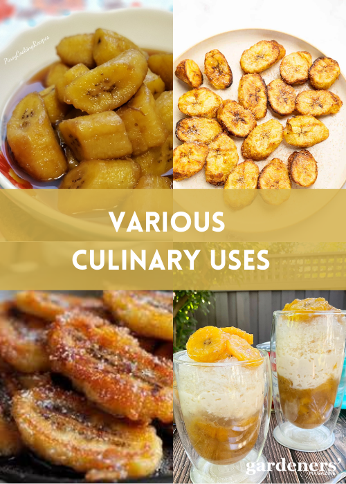 Various dishes of Saba bananas