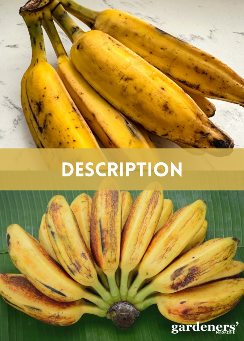 Saba bananas