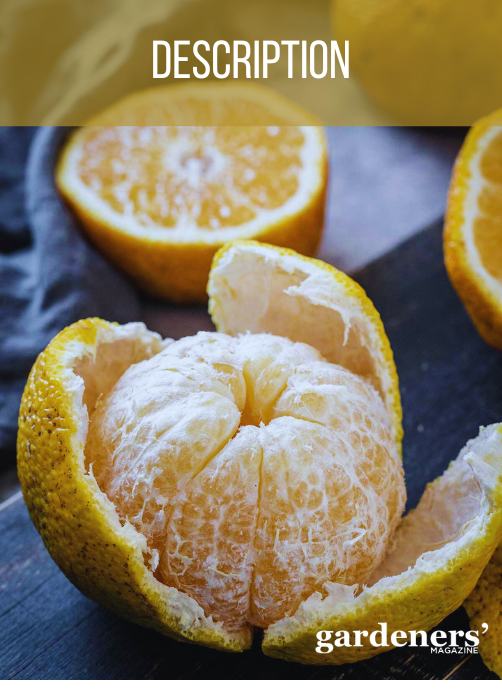 Ugli fruit peeled