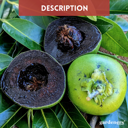 description of black sapote