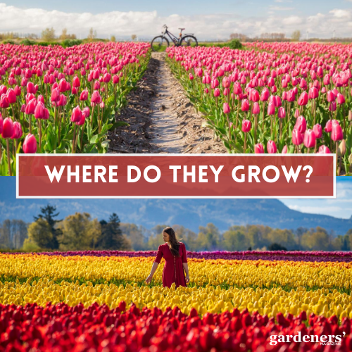 Where do Tulips grow?