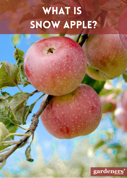 What is Snow Apple ?